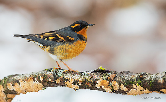 VTR00043 - Varied Thrush