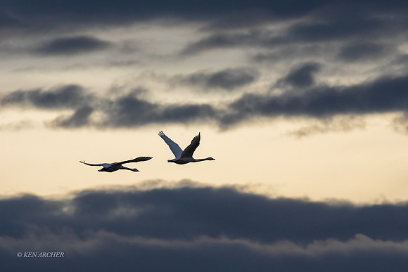 SWTS01874 - Tundra Swan