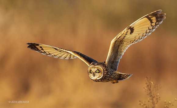 SEO00351 - Short-eared Owl
