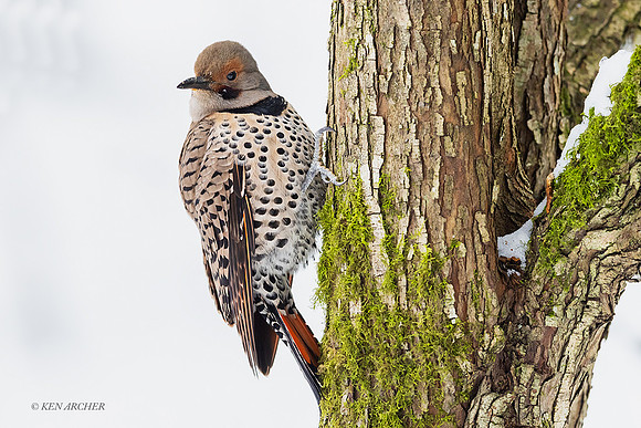 RSF00086 - Red-shafted Flicker