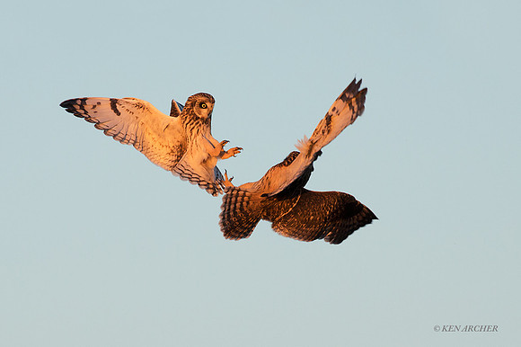 SEO01274 - Short-eared Owl