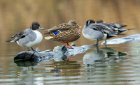 PT02074 - Pintail Duck