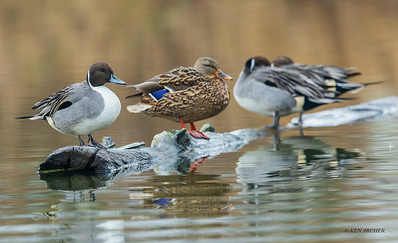 PT02074 - Pintail Duck