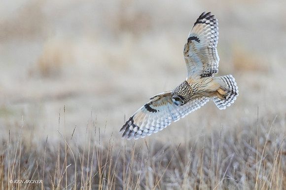SEO01458 - Short-eared Owl