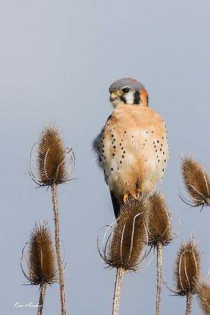 KL00034 - American Kestrel Hawk