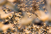 SNGS02655 Snow Geese