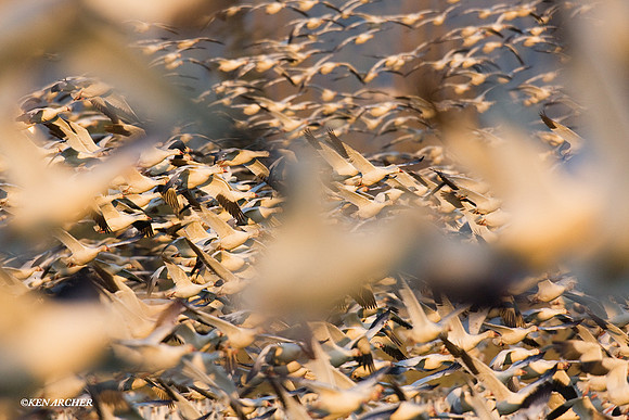 SNGS02655 Snow Geese