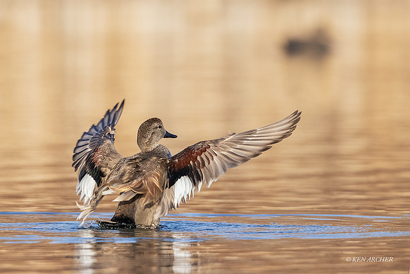GDWL01489 - Gadwall Duck