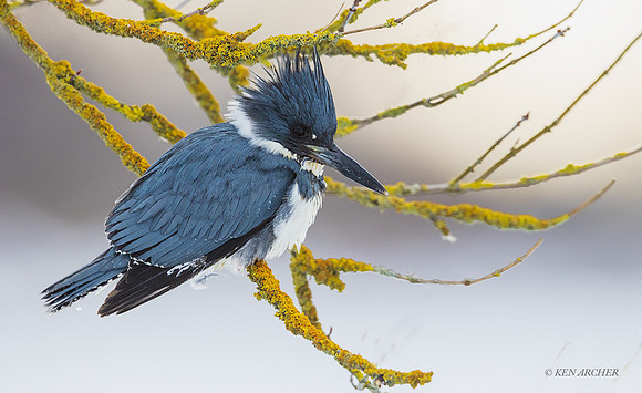 BK00635 - Belted Kingfisher