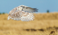 SO01683 - Snowy Owl