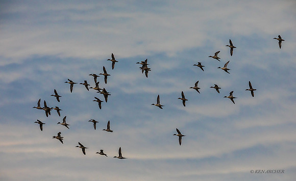 WNFL05381 - Northern Pintail Duck