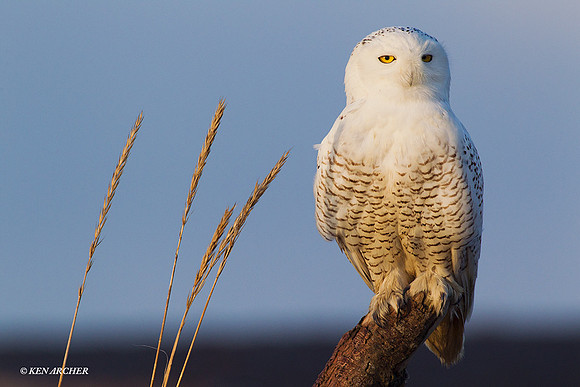 SO00801 Snowy Owl