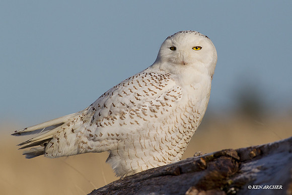 SO02178 Snowy Owl