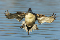PTFL00888 - Northern Pintail