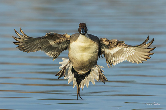 PTFL00888 - Northern Pintail