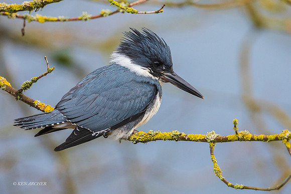BK00607 - Belted Kingfisher
