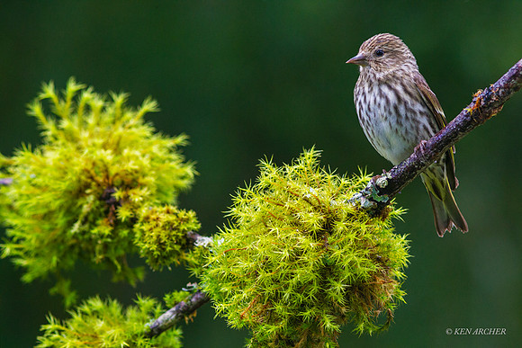 PNSK00013 - Pine Siskin