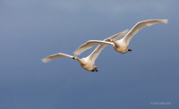 SWTS01561 - Tundra Swan