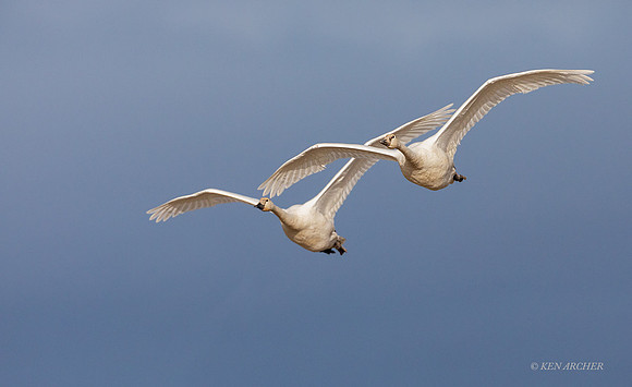 SWTS01561 - Tundra Swan