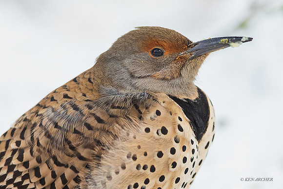 RSF00093 - Red-shafted Flicker
