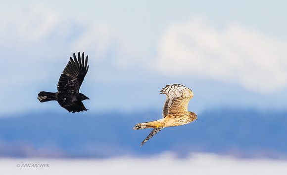 NHR01445 - Northern Harrier