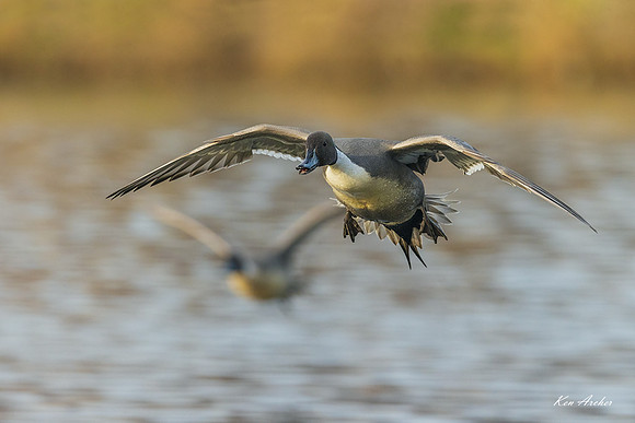 PTFL00926 - Northern Pintail