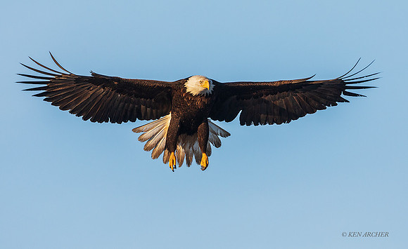 BE18704 - Bald Eagle