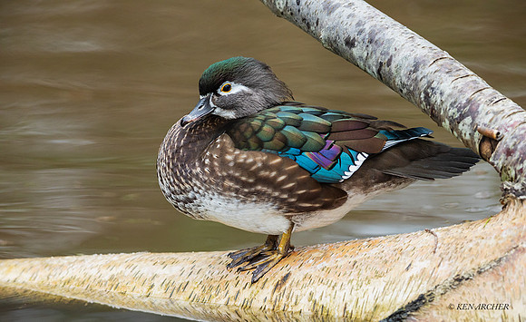 WDDK01505 - Wood Duck