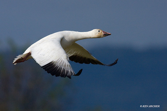SNGS02354 Snow Geese