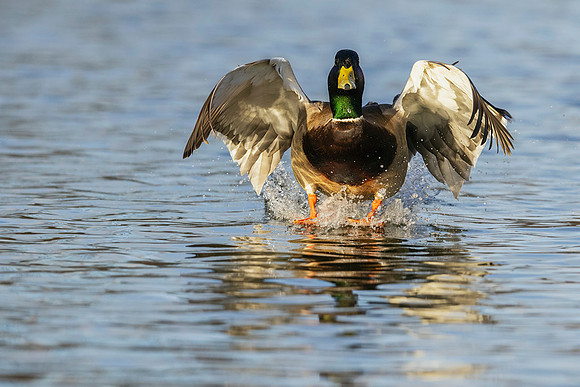 MDFL07155 - Mallard Duck