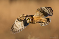 SEO01154 - Short-eared Owl
