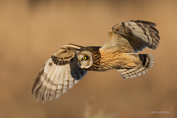 SEO01154 - Short-eared Owl