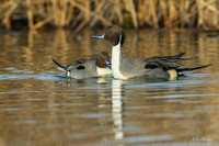 PT02364 - Northern Pintail