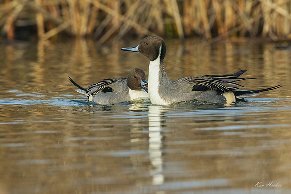 PT02364 - Northern Pintail