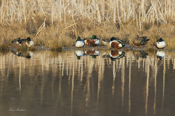 NSDK01355 - Northern Shoveler
