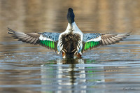 NSDK01349 - Northern Shoveler