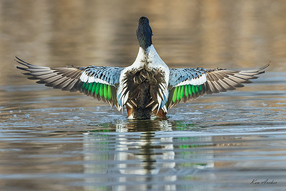 NSDK01349 - Northern Shoveler