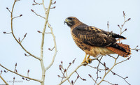 RTHK01137 - Red-tailed Hawk