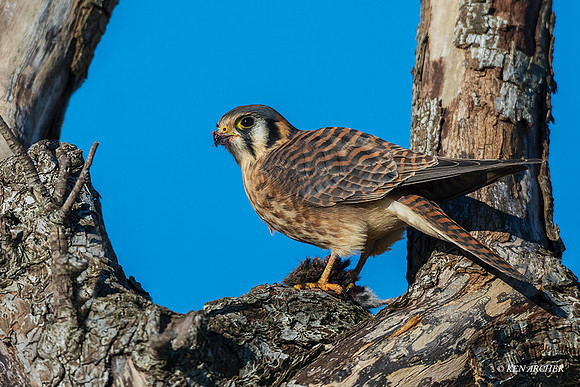 KL00334 - Kestrel Hawk