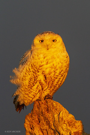 SO02960 - Snowy Owl
