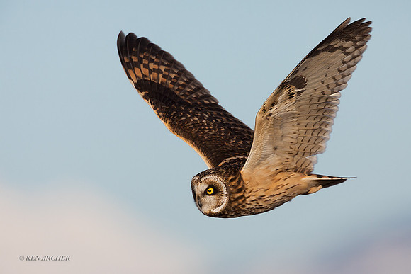 SEO01101 - Short-eared Owl