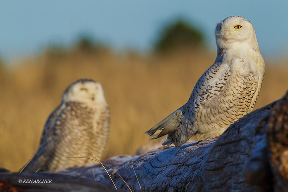 SO02472 - Snowy Owl