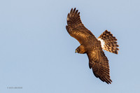 NHR00390 - Northern Harrier