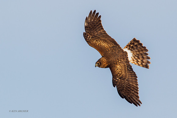 NHR00390 - Northern Harrier