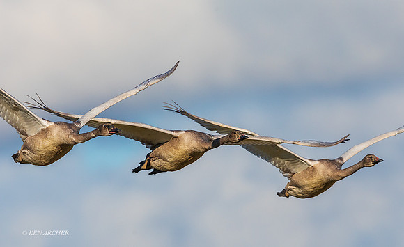 SWTS01929 - Tundra Swan