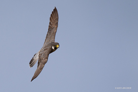 PF00062 Peregrine Falcon