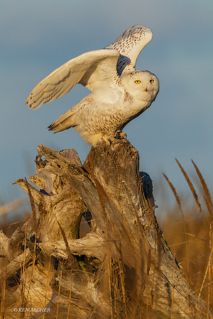 SO02721 - Snowy Owl