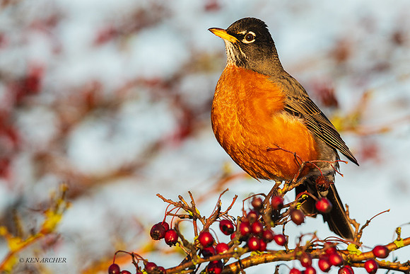ANRN00228 - American Robin