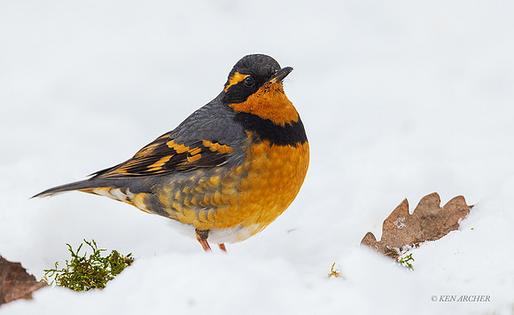 VTR00256 - Varied Thrush