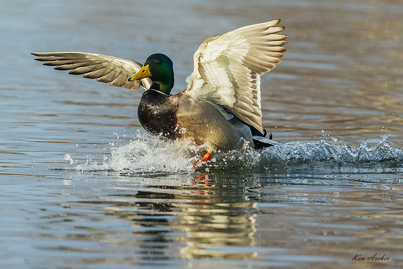 MDFL07714 - Mallard Duck
